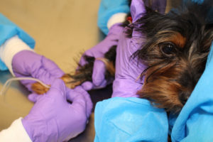Fort Worth Veterinary Specialty & Emergency Hospital