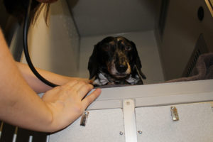 Fort Worth Veterinary Specialty & Emergency Hospital